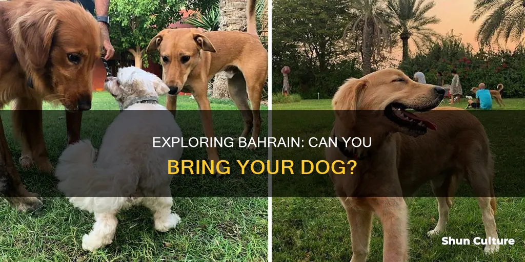 are dogs allowed in bahrain