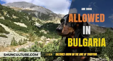 Exploring Bulgaria with Your Furry Friend: A Guide to Dog-Friendly Travel