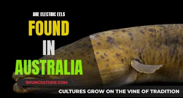 Electric Eels: Do They Exist in Australia?