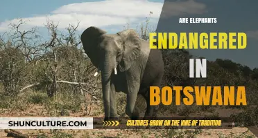 Are Botswana's Elephants Endangered? Exploring Conservation Status and Threats