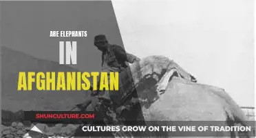 The Lonely Giants of Afghanistan: A Tale of Elephants and War