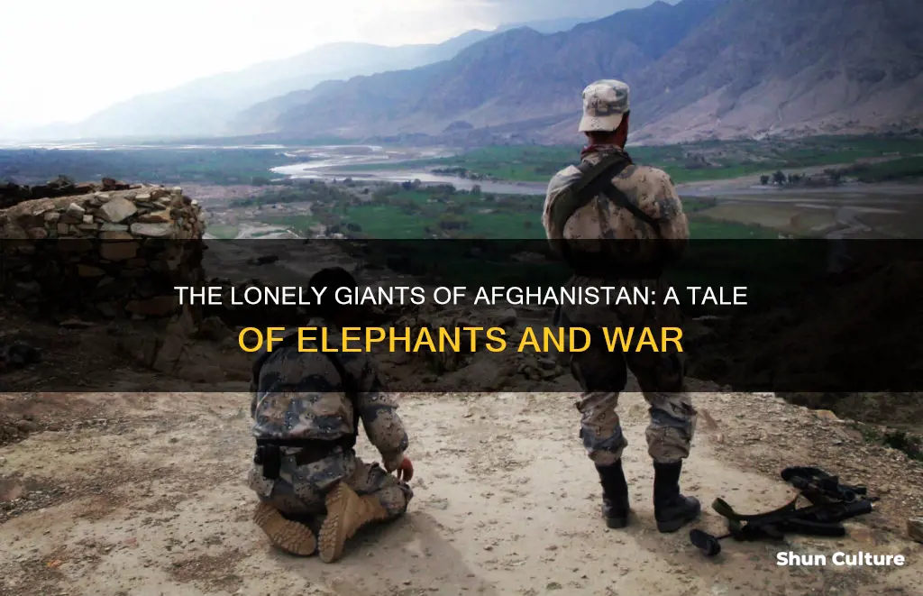 are elephants in afghanistan