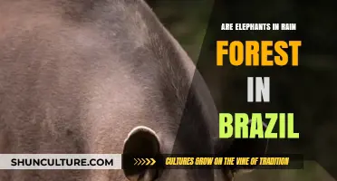 Exploring Brazil's Rainforest: Are Elephants Part of Its Ecosystem?