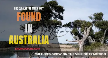 Eucalyptus Trees: Australia's Gift to the World?