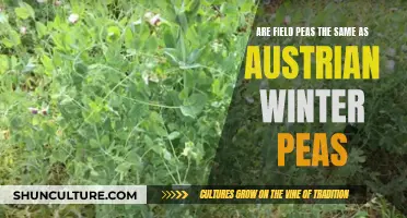 Field and Austrian Peas: What's the Difference?