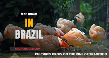 Flamingos in Brazil: Exploring Their Presence and Habitat in the Wild