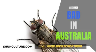 The Menace of Flies in Australia: Understanding the Problem