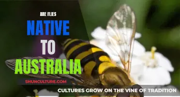 The Evolution of Flies: Australia's Native Species