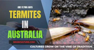 Flying Ants or Termites? What Australians Need to Know