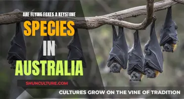 Flying Foxes: Australia's Keystone Species?