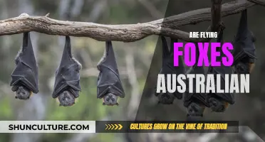 The Unique Nature of Australian Flying Foxes