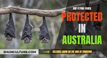 Flying Foxes: Protected in Australia? Understanding Their Conservation Status