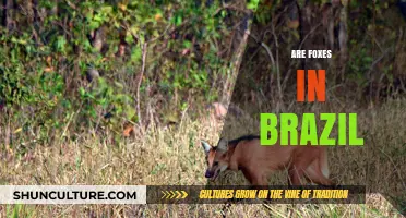 Exploring Brazil's Wildlife: Are Foxes Roaming the Country's Landscapes?