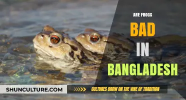 Are Frogs Harmful in Bangladesh? Exploring Their Ecological Impact