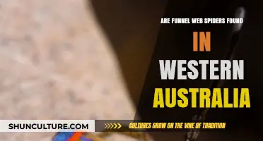Funnel-Web Spiders: A Western Australian Nightmare?