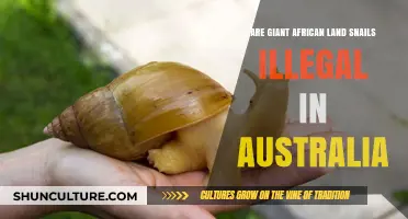 Are Giant African Land Snails Illegal in Australia? Find Out