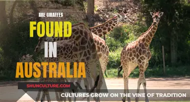 Giraffes in Australia: An Unexpected Resident?