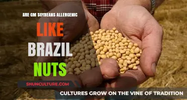 Are GM Soybeans Allergenic Like Brazil Nuts? Exploring the Risks