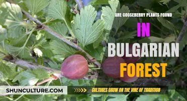 Exploring Bulgarian Forests: The Presence of Gooseberry Plants