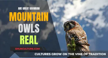 Bavarian Mountain Owls: Myth or Reality?