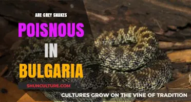 Exploring the Venomous Nature of Bulgaria's Grey Snakes