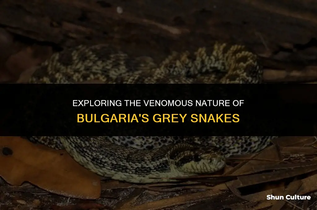 are grey snakes poisnous in bulgaria