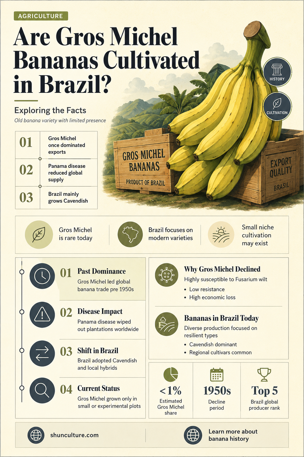 are gros michel grown in brazil