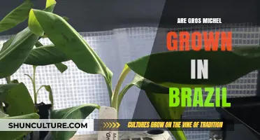 Are Gros Michel Bananas Cultivated in Brazil? Exploring the Facts