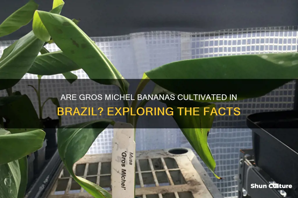 are gros michel grown in brazil