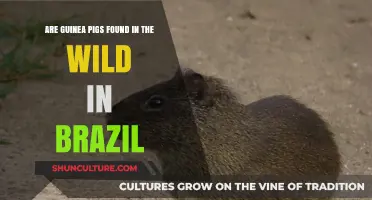 Do Wild Guinea Pigs Exist in Brazil's Natural Habitats?