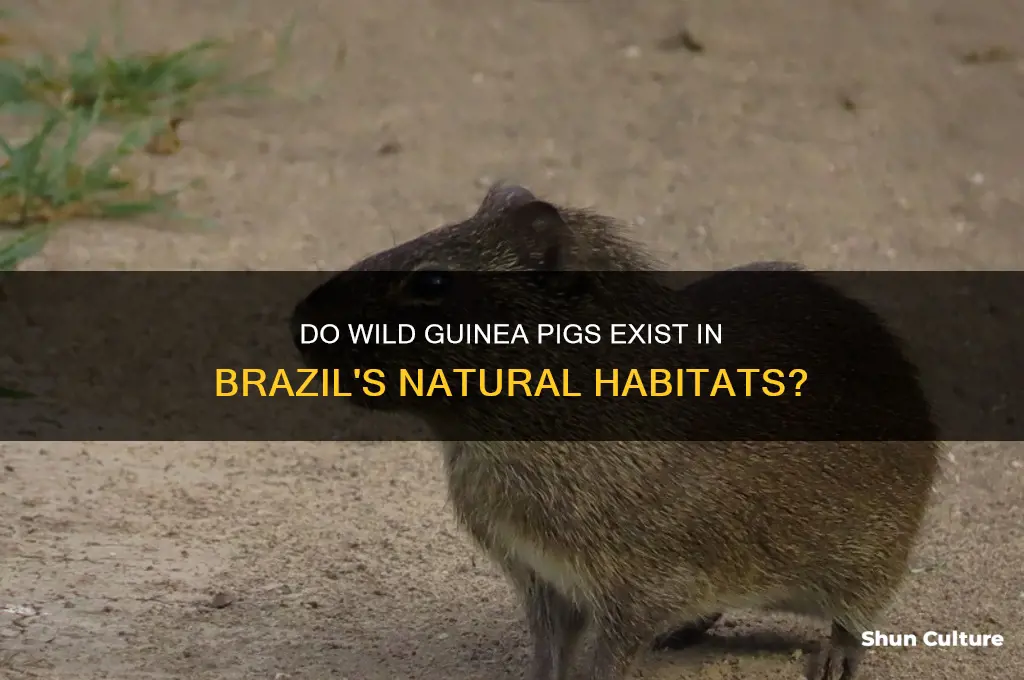 are guinea pigs found in the wild in brazil