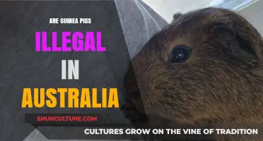 Are Guinea Pigs Illegal in Australia? Understanding the Pet Laws