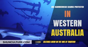 Hammerhead Sharks: Protected in Western Australia?