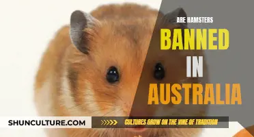 Hamsters: Australia's Unwanted Rodents
