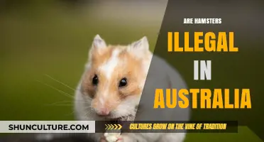 Why Are Hamsters Banned in Australia? Legal Insights and Reasons