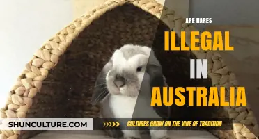 Are Hares Illegal in Australia? Understanding the Legalities and Reasons