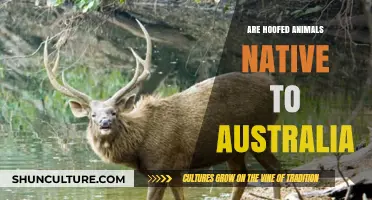 Hoofed Animals in Australia: Are They Native?
