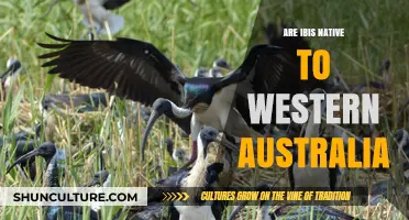 Ibis: Native or Not in Western Australia?