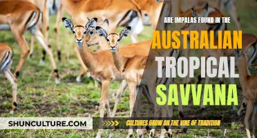 Impalas in Australia's Tropical Savanna: An Unexpected Resident?