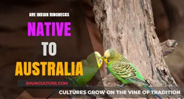 Indian Ringnecks: Australia's Naturalized Parrot Species