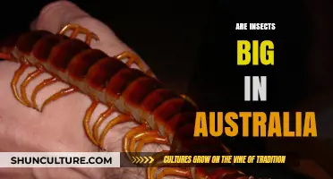 Gigantic Insects: Australia's Big Bug Problem