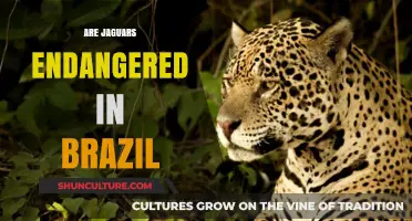 Are Jaguars Endangered in Brazil? Current Conservation Status and Threats