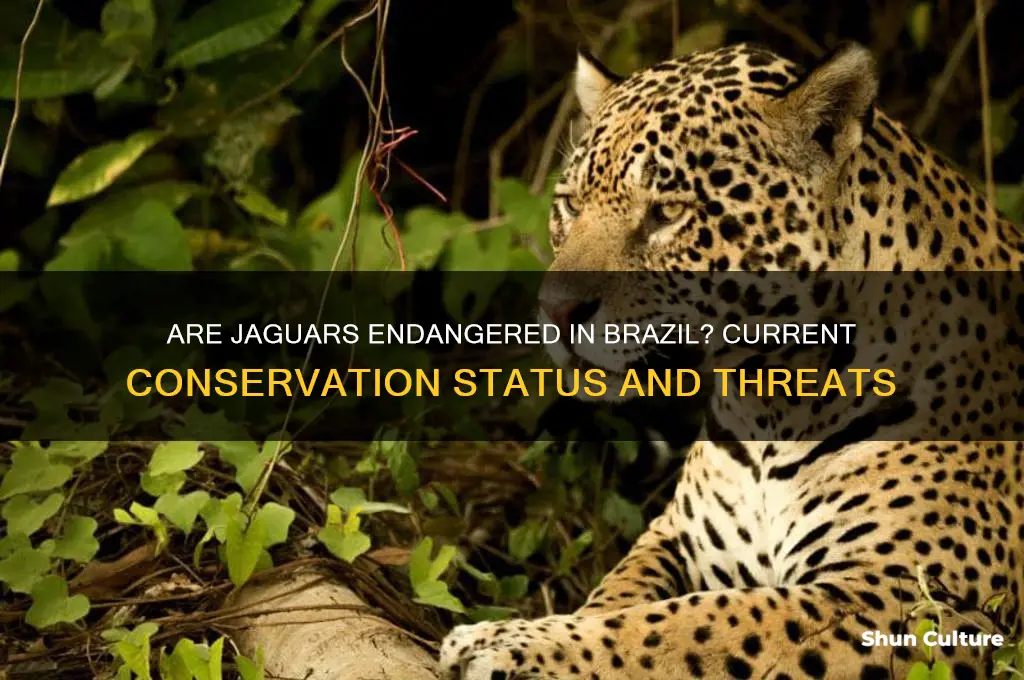 are jaguars endangered in brazil