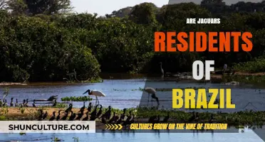 Jaguars in Brazil: Exploring Their Habitat and Residency