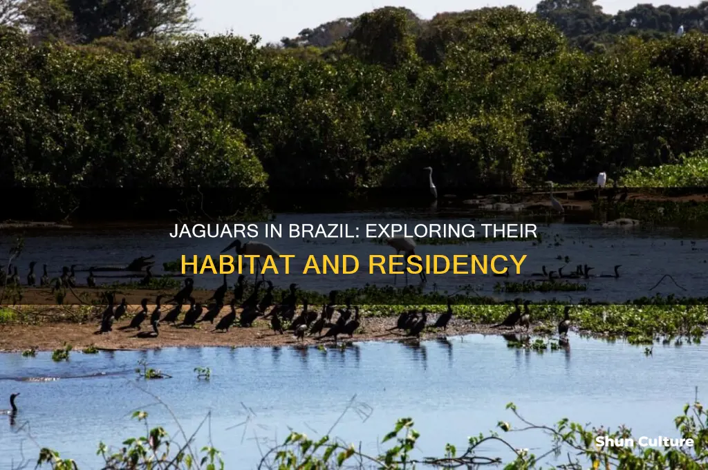 are jaguars residents of brazil