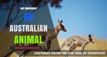 Australian Kangaroos: Unique Wildlife Down Under
