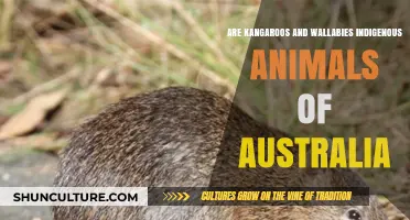 Kangaroos and Wallabies: Australia's Indigenous Marsupials