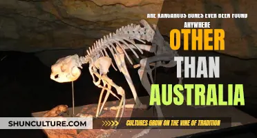 Kangaroo Bones: Found Outside Australia?