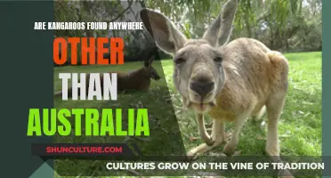 Where Else Do Kangaroos Hop To Besides Australia?
