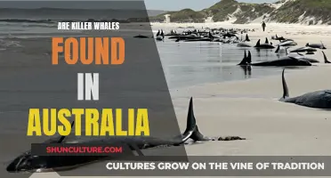Exploring Australia's Coastal Waters: Where Are the Killer Whales?